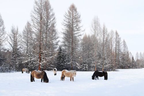 Миндортранс Тувы напоминает о правилах выпаса скота