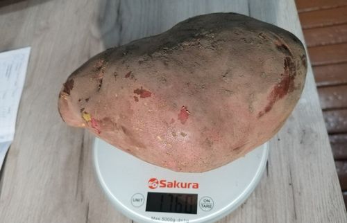 1760 граммов весит самая большая картофелина Тувы