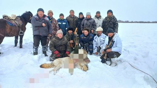 В Пий-Хемском районе продолжается работа по сокращению численности волков