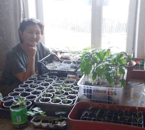 Өг-бүлениң шыгжамыры: Ногаа аймаа, чечектер тарып…