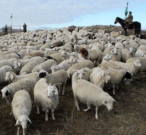 Тывада шээр малдың саны өскен