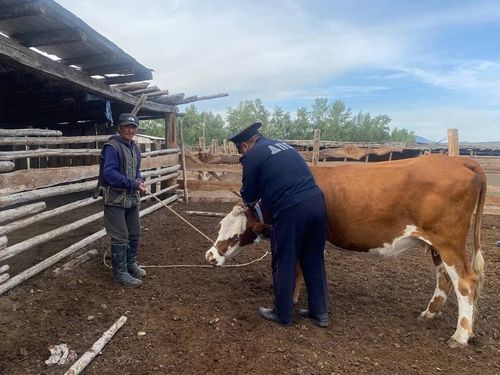 Госавтоинспекция Тувы продолжает рейды по чабанским стоянкам