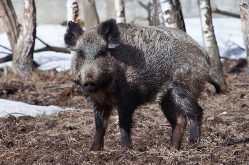 В Туве с 10 сентября по 10 ноября пройдёт месячник «Дикий кабан»