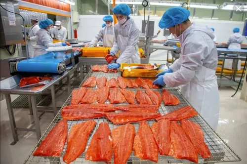 На Всероссийской ярмарке трудоустройства можно устроиться в рыбные заводы Камчатского края