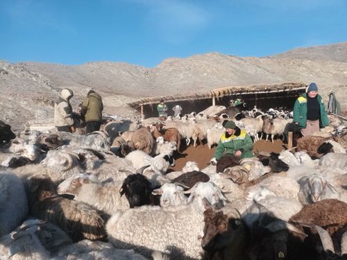 Сут-Хольские ветеринары продолжают работу по биркованию животных, несмотря на холодную зимнюю погоду