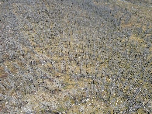 Сотрудники Центра защиты леса Тувы завершили план работ 2022 года