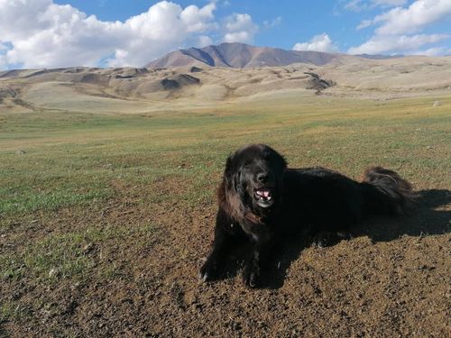 Тувинская собака на грани исчезновения. Эксперты о тувинской собаке: что нужно для спасения породы.