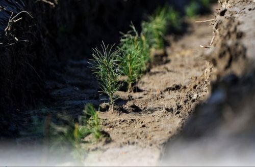Владислав Ховалыг: «Лесовосстановление проведено на площади более тысячи гектаров»