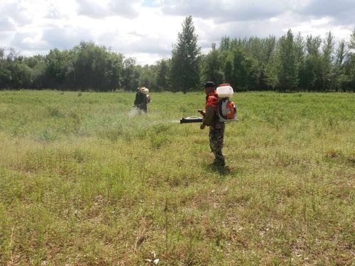 В Кызыле запланированы работы по уничтожению дикорастущей конопли возле района Догээ, между лагерем «Юность» и рекой Енисей
