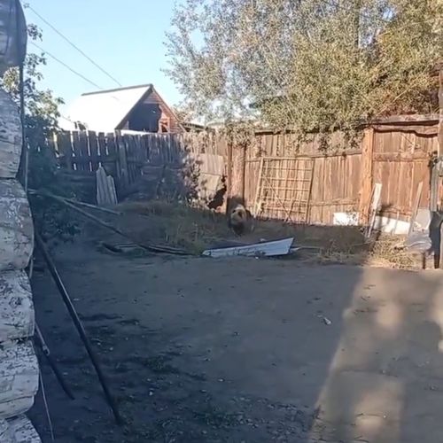 В пригороде Кызыла медвежат выдворили от дачного общества; одного хищника пришлось ликвидировать ради безопасности туристов