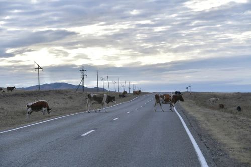Тывада кадат чок мал дээш кеземчени шыңгыырадыр