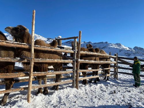 Эъжимниң тевелеринге тарылганы салып, мал кыштаглаашкынын хынаан