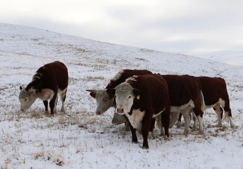 В Туву доставили 30 коров герефордской породы