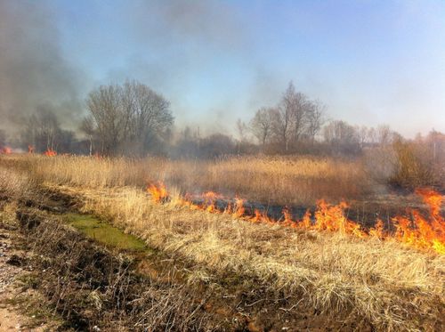 Трава растет быстрее, прогревается почва, какие еще есть мифы о пользе весеннего поджога травы?