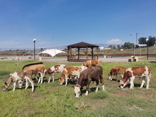 Какое наказание предусмотрено за выпас скота в неразрешенных для этого местах?
