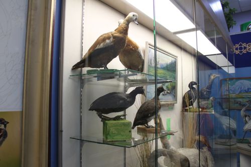В Национальном музее Тувы открылась выставка «В мире пернатых»