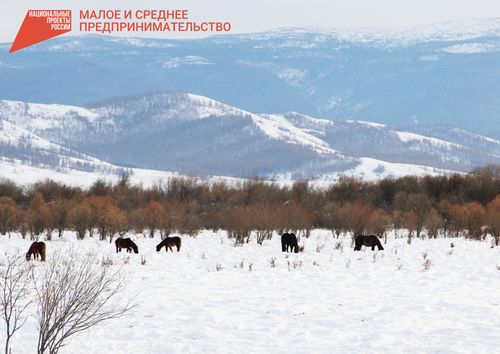 Как гранты помогают развиваться фермерам Тувы?