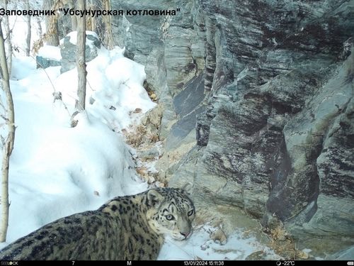 Снежные барсы Дарья из «Убсунурской котловины» и Саян из Саяно-Шушенского заповедника в период гона образовали пару