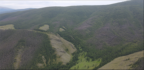 В Барун-Хемчикском лесничестве выявили очаг античной волнянки, которая повреждает хвойные и лиственные деревья