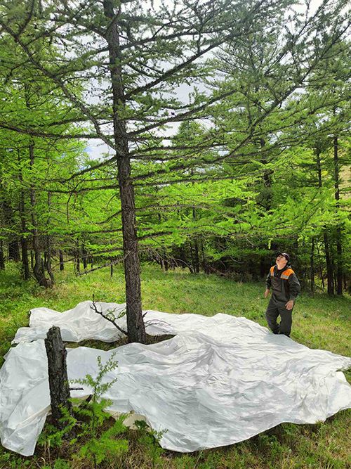В лесах Тес-Хема провели учет численности вредных организмов