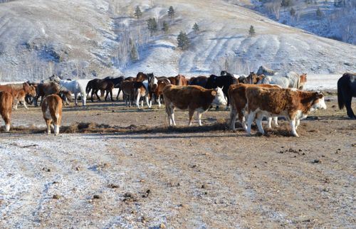 В Туве продолжается сезон забоя скота