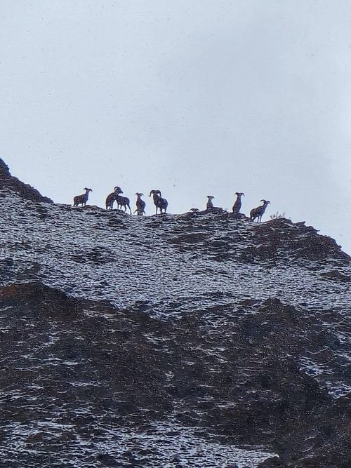Ассоциация «Ирбис» провела мониторинг аргали с целью охраны уникальной популяции