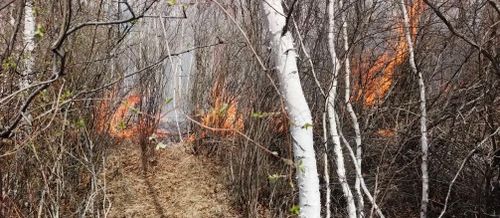 В Дзун-Хемчикском районе продолжают тушить лесной пожар