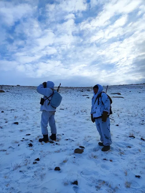 В Убсунурской котловине ведут учёт алтайского горного барана