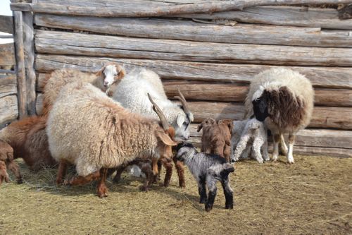 Малчыннардан документилер хүлээп алыышкынын эгелээн
