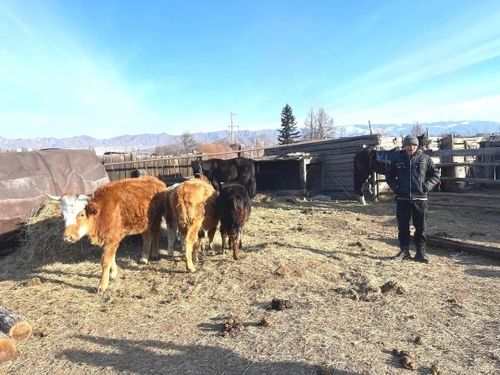 Ветеран СВО из Чаа-Холя займется разведением коров и лошадей