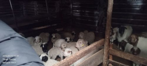 Министр сельского хозяйства Тувы проверил ход зимовки в Пий-Хемском районе