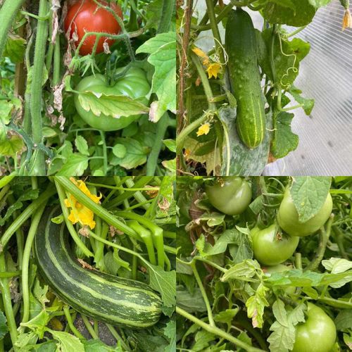 Будущим растениеводам создана мастерская «Ситифермерство»