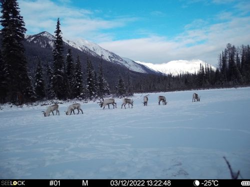 На тувинском кластерном участке «Уш-Бельдир» насчитали более 200 диких северных оленей