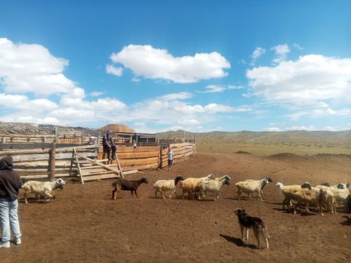 Индивидуальный предприниматель Доржу Назыты из села Шеми стал обладателем 200 голов МРС в рамках новой программы