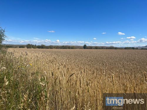 1568 гектаров составляет посевная площадь яровых зерновых и зернобобовых культур в Туве