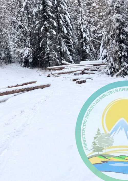 В Туве продолжаются рейды по выявлению незаконной вырубки леса