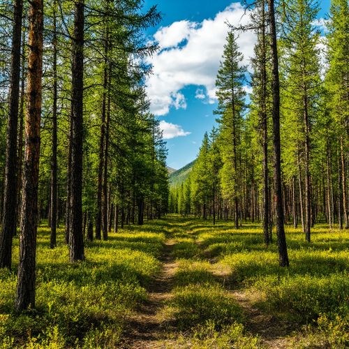 В Туве нет действующих лесных пожаров