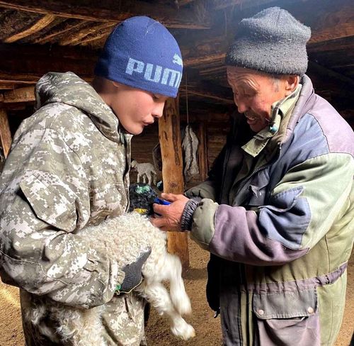Студенты Тувы окажут помощь чабанам республики в период окотной кампании
