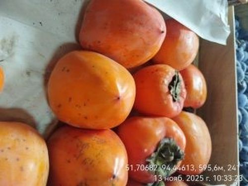 В Туве Россельхознадзором выявлена хурма для реализации с признаками заражения калифорнийской щитовкой