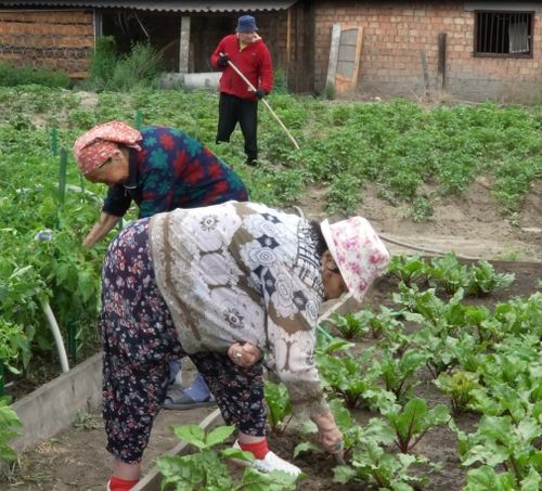 Постояльцы Кызылского Дома ветеранов трудятся на свежем воздухе