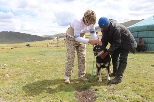 Тувинскую овчарку внесут во Всероссийскую единую родословную книгу РКФ