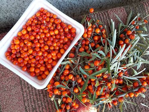 В Туве посажено около 29 тыс. саженцев многолетних насаждений