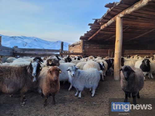 Тываның ажыл-агыйлары казыыр 50 градус сооктар үезинде мал чидириин болдурбаан