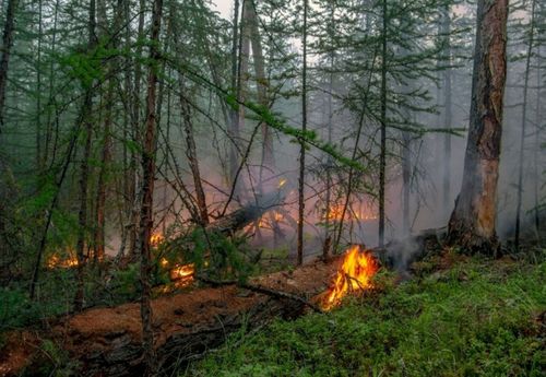 В Туве действуют семь лесных пожаров на общей площади 19064 га
