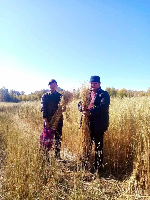 В Туве подходит к завершению кормозаготовительная кампания