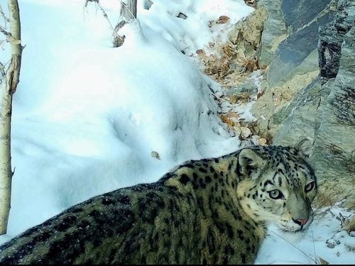 14 особей ирбиса обитают на границе заповедников Красноярского края и Тувы