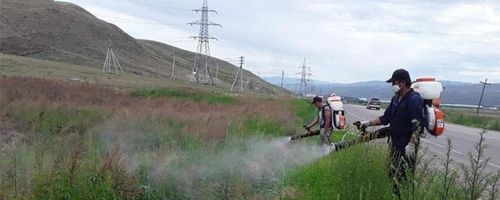 В Туве на борьбу с дикорастущей коноплей выделили более 9 миллионов рублей