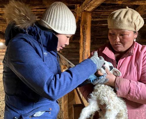 Студенты ТувГУ помогают животноводам республики