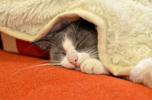 Сегодня - Всемирный день сна