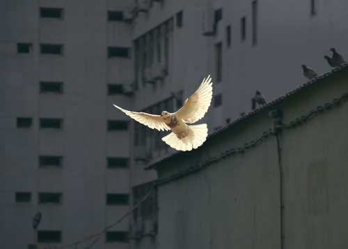 Сегодня отмечается Международный день мира
